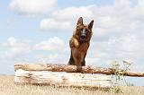 BERGER ALLEMAND 254